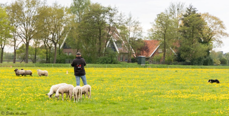 Horstervennehoes-trial bij de Schaapskooi in Haaksbergen - Schapendrijven