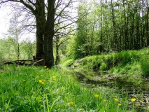 Aamsveen