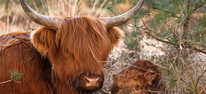 Schotse Hooglander