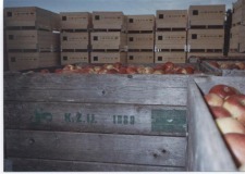 Fruitteeltbedrijf van Vilsteren