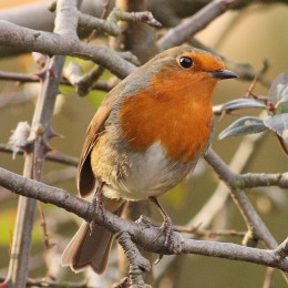 Europese roodborst zit op een tak, omringd door kale takken en zachte achtergrondkleuren.