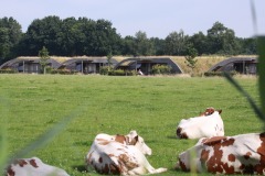 Koe in de Kost
