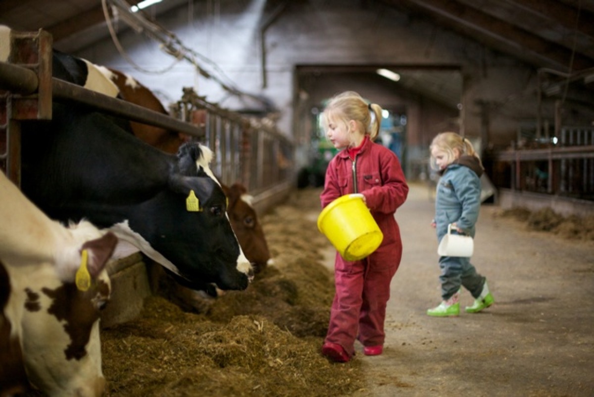 Koe in de Kost Verslingerd aan Salland