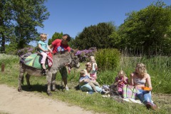 Stichting de Grote ezel
