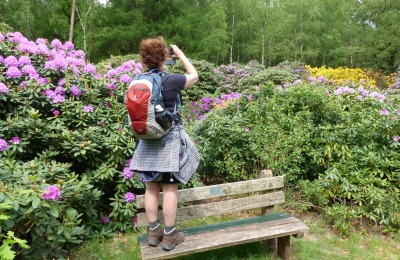 Vrouw met rugzak staat op houten bank en maakt foto’s van bloeiende rododendrons in een bosrijke tuin.