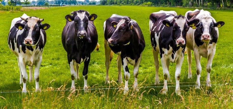 Frank wandelt en ontmoet koeien