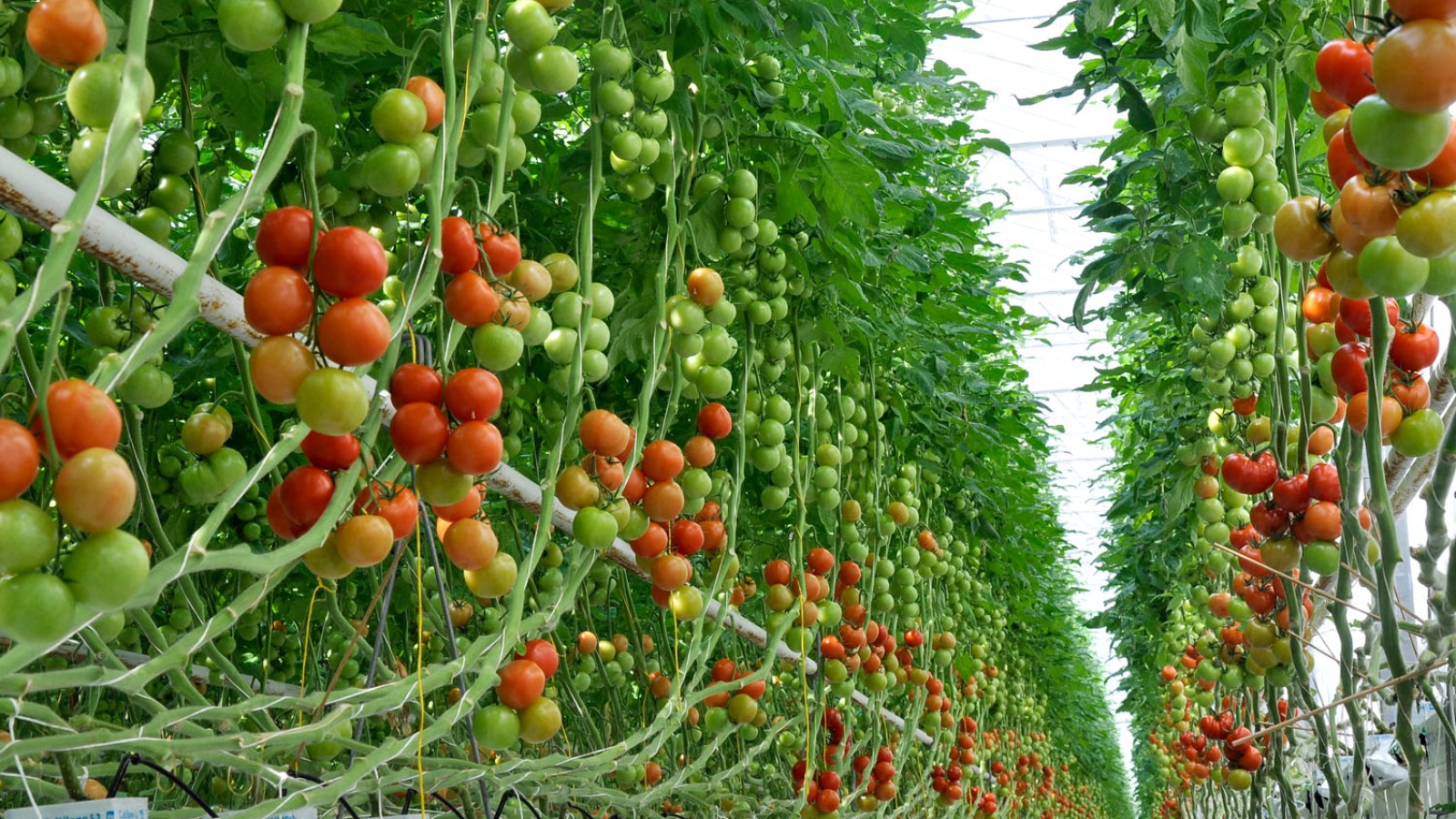 Tomatenkwekerij Van den Belt B.V. - Ontdek de IJsseldelta