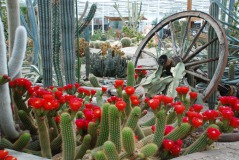 Belevingspark CactusOase