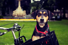 Woof en miauwshop