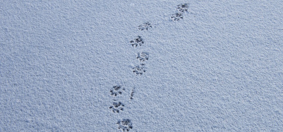 Ottersporen in de sneeuw